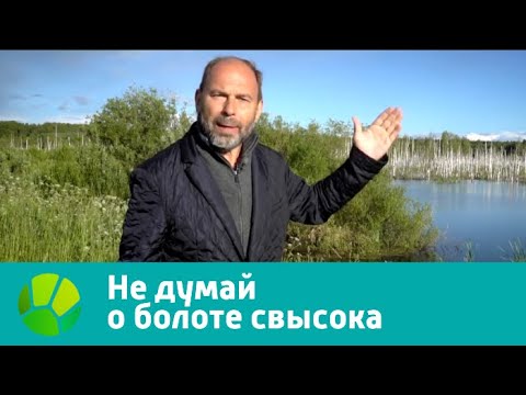 Видео: Природоведение. Не думай о болоте свысока | Живая Планета