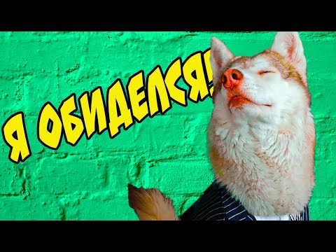 Видео: БУБЛИК - РЫЖАЯ СОПЛЯ!! Лучшие серии ЛЕТА!! (Хаски Бублик) Говорящая собака Mister Booble