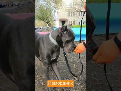 Видео: Кане-корса приучаем к наморднику#послушнаясобака#дрессировкасобаки