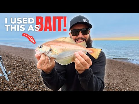 Видео: Я использовал ЭТО в качестве приманки на ВЕЛИКОМ пляже Чесил!