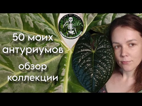 Видео: Обзор моей коллекции, часть 2. Антуриумы