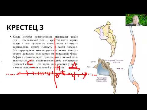 Видео: Вариации крестца. Таз и крестец. Часть 3.