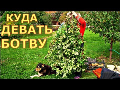 Видео: Что делать с БОТВОЙ КАРТОФЕЛЯ и ПОМИДОРОВ осенью?