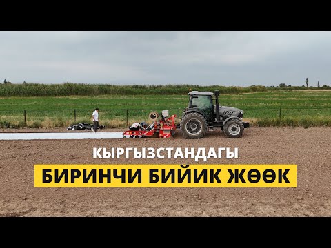 Видео: Кулпунай үчүн жарым метрлик жөөк! 50 см