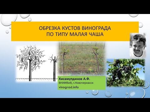 Видео: Обрезка винограда и формирование по типу малая чаша, Хисамутдинов АФ