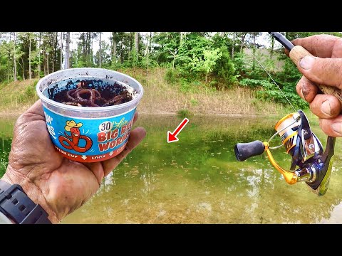 Видео: Огромные голубянки повсюду!!! Простой способ поймать малька с берега