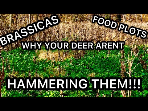 Видео: ПОЧЕМУ ОЛЕНИ НЕ ЕДЯТ ВАШИ КУСТАРНИКИ