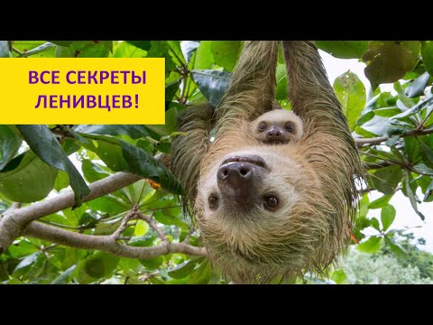 Видео: Ленивы ли ленивцы? Наталья Носова