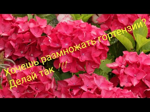 Видео: ВСЕ ТОНКОСТИ РАЗМНОЖЕНИЯ  ГОРТЕНЗИИ В ДОМАШНИХ УСЛОВИЯХ