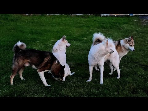 Видео: К лайкам по другому нельзя 