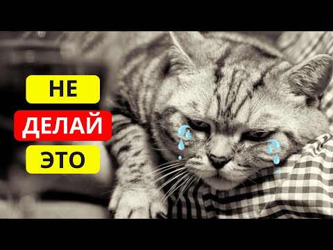 Видео: Эти 15 ОБЫЧНЫХ вещей ОБИЖАЮТ вашу КОШКУ! 🙀