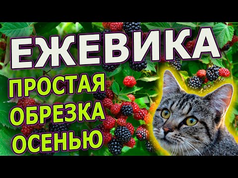 Видео: ОБРЕЗКА ЕЖЕВИКИ ОСЕНЬЮ. Как обрезать ежевику осенью. Как выращивать ежевику. Выращивание ежевики.