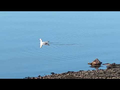 Видео: Аборигенка. Один день из нашей жизни. Жизнь в глубинке. 1.11.24