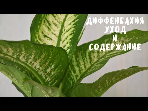 Видео: ДИФФЕНБАХИЯ. УХОД И СОДЕРЖАНИЕ. Мои цветы. Мой опыт.