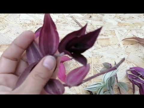 Видео: Прогулка по теплице)Небольшой обзор. Цветы в октябре.