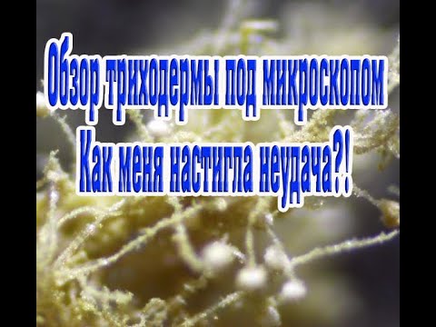 Видео: Рост триходермы Вериде и Харцианум.Микроскопия триходермы,мукора,пеницилла. Неудача с боверией?!