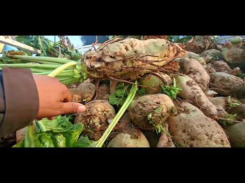 Видео: Лаблабуи фуруши дар Сомониён Мастчоҳ