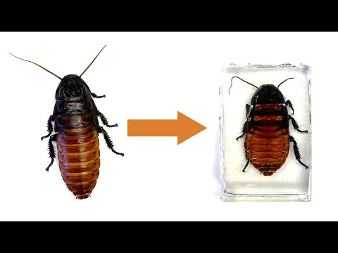Видео: Отливка насекомых в смоле