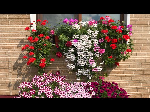 Видео: 🌸🌺ПЕЛАРГОНИИ 🌸🌺Моё цветочное царство 🌸🌺🐝🦋🏠