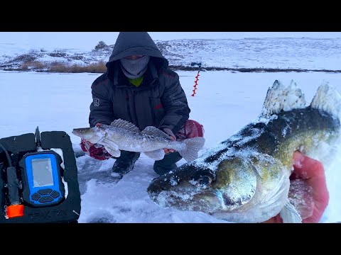 Видео: Ловим СУДАКОВ 2025 на ВИБЫ и БАЛАНСИРЫ! Нашли Эхолотом ПРАКТИК 8, где СУДАК ЗИМУЮТ!