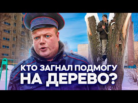 Видео: КТО ЗАГНАЛ ПОДМОГУ НА ДЕРЕВО?