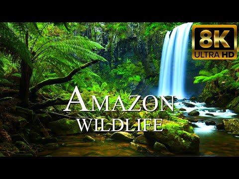 Видео: Дикие животные Амазонки в 8K Ultra HD | Amazon Rainforest