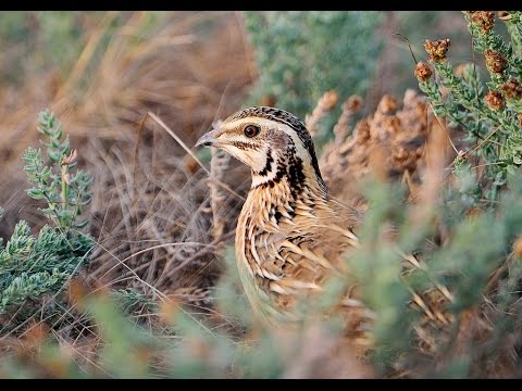 Видео: Охота на перепела с дратхааром .