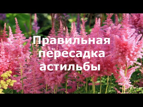 Видео: Правильная пересадка астильбы!
