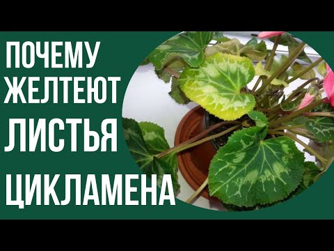 Видео: Как засыпает цикламен . Почему увядают и желтеют листья цикламена#цикламены #цикламен #домашниецветы