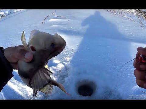 Видео: ЗА ТАКИМИ ГОРБАЧАМИ МЫ СЮДА И ШЛИ!Крупный окунь на балансир.Первый лед 2019 ,perch fishing