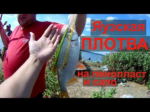 Видео: С Такой Плотвой И Лещ Не Нужен. Ловля Крупной Плотвы На Яузском Водохранилище (Пудыши)