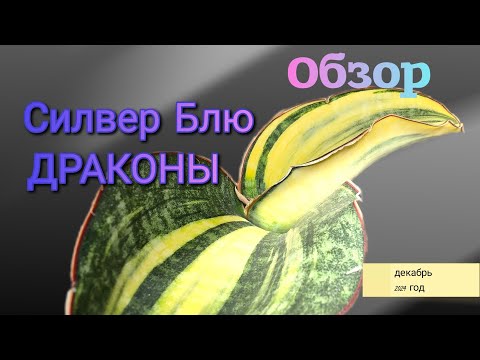 Видео: Обзор коллекции сансевиерий - Драконы, Силвер Блю, Мафинги. Sansevieria Dragon, Silver Blue, Mafinga