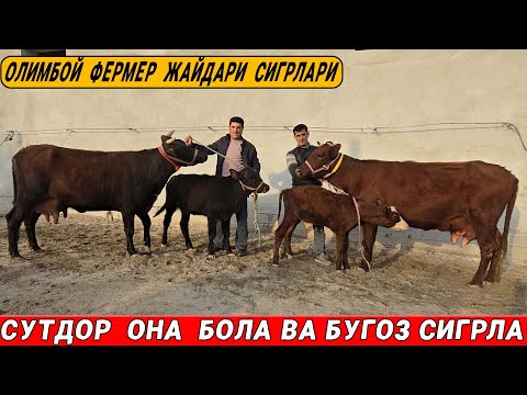 Видео: СУТДОР  ОНА  БОЛА  СИГРЛАРНИ  ЗУРЛАРИ  ОЛИМБОЙ ФЕРМЕР ! 21-ОКТАБРЬ