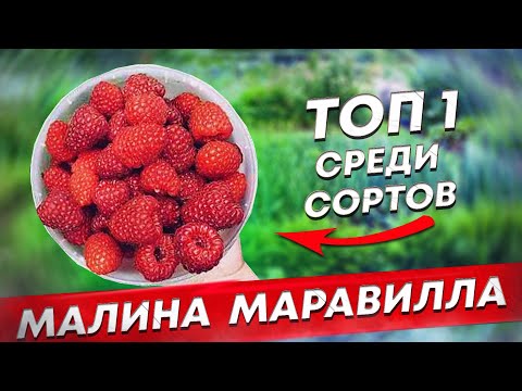 Видео: МАРАВИЛЛА ТОП-1 в мире среди сортов малины.