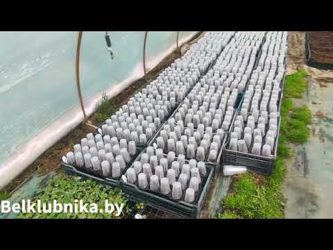 Видео: 07.04. Будни питомниковода. Зима пришла) Belklubnika.by