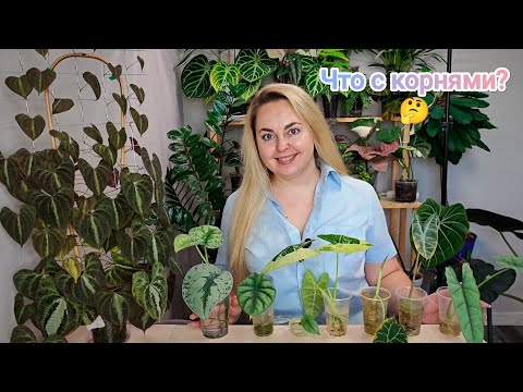 Видео: АЛОКАЗИИ-РЕАНИМАШКИ+сциндапсус😱Как нарастили корни в воде?Как прорастить клубни в воде? 🤔СЕКРЕТЫ