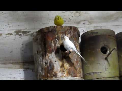 Видео: волнистые попугаи часть-3.