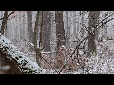 Видео: КОШУТИ: Внезапна среща