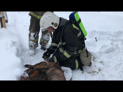 Видео: Ковровские пожарные откачали собаку, спасенную на пожаре