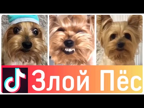 Видео: ЛУЧШИЕ ВАЙНЫ И ПРИКОЛЫ ТИК ТОК | Злой Пёс