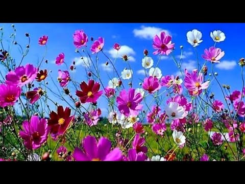 Видео: 🦋🌼Мой июньский парфгардероб🌸🍀   #парфюмерия #женскаяпарфюмерия