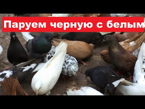 Видео: Если спаровать белого голубя и черную голубку...