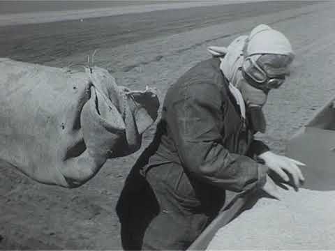 Видео: В совхозе "Кулундинский"