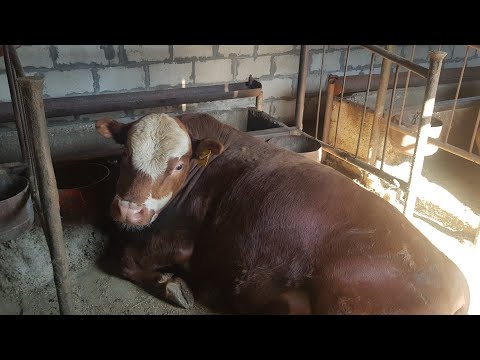 Видео: откорм бычков! итоги 4,5,6 забоя.
