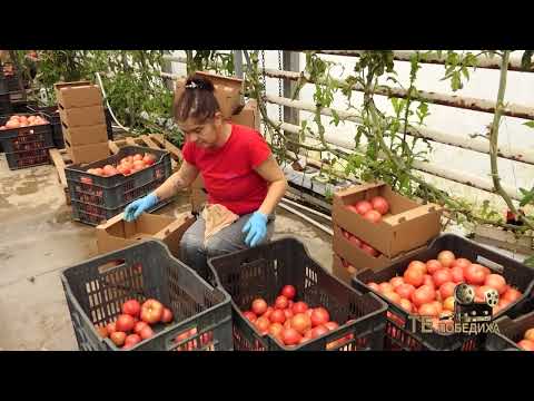 Видео: Те Победиха: „Дедовият домат“ от Шоплука – българският вкус, който покори Мадрид