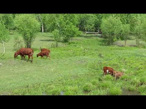 Видео: ЗАБАЙКАЛЬСКИЙ КРАЙ ТРАССА Р 258