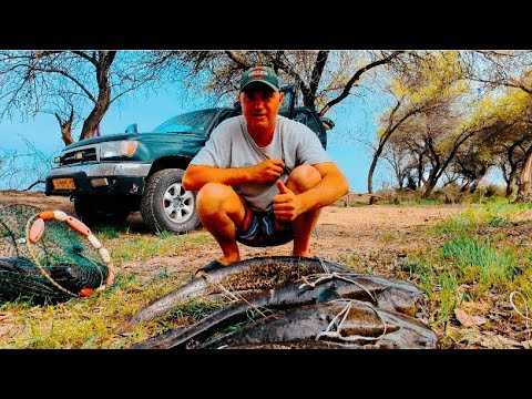 Видео: 🌊 Рыбалка мечты на Сырдарье. Смогли ли мы поймать рыбу своей мечты?  🎣