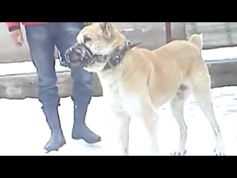 Видео: Гаплан он же Брюс Ли вывезен в Казахстан.