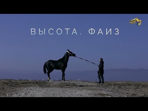 Видео: PRO_Лошадей. Фаиз. 21 февраля 2021 года. 11:00