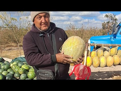 Видео: КОНГИРОТ КОВУН ТАРВУЗЛАРИ.
